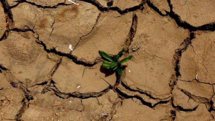 Secetă în România. Care este suprafața totală agricolă lovită de secetă și ce județe au fost cel mai afectate