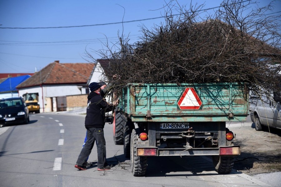 De luni se colectează crengile, la Pecica