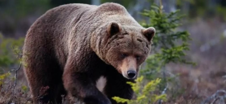 Noaptea minții: activiștii pentru drepturile animalelor din Italia au împiedicat uciderea unui urs care a atacat un turist spunând că poate fi trimis în România; aici poate ataca câți oameni vrea...