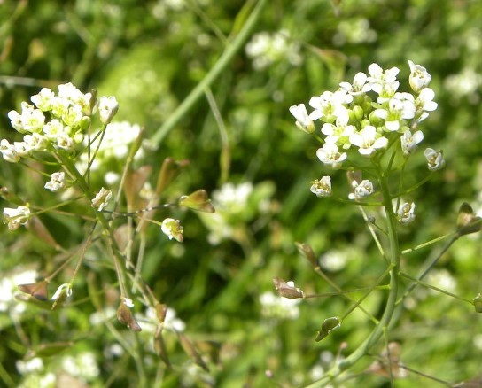 În ce afecțiuni este recomandată traista-ciobanului (Capsella bursa-pastoris)