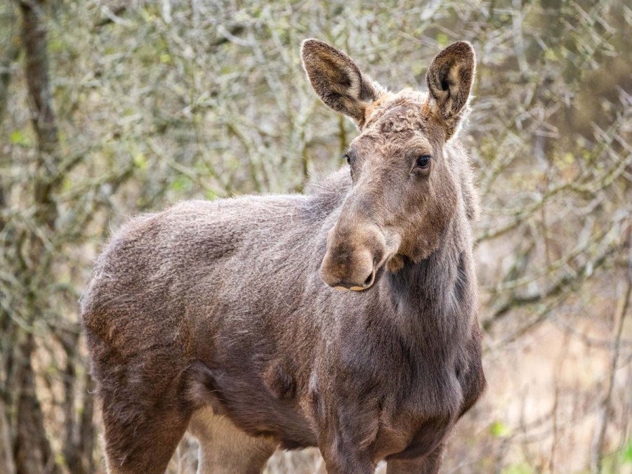 Moment istoric pentru biodiversitatea României: Elanul revine în pădurile administrate de Romsilva, în Parcul Natural Vânători Neamț