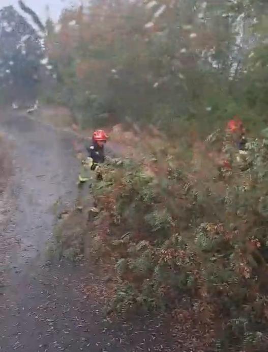 Copac doborât de furtună pe șosea, în timp ce pompierii se deplasau la un incendiu. Trei intervenții simultane în județul Arad