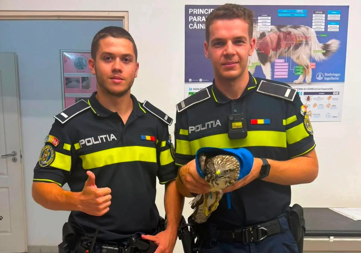 Politistii aradeni au salvat o pasare rapitoare ranita