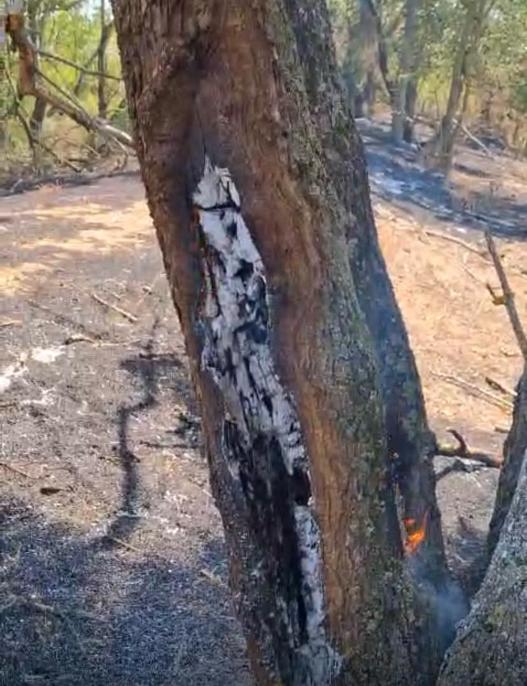 Focul misterios din subteran care arde pădurea de lângă Arad. Pământul „fierbe”, iar copacii ard din interior